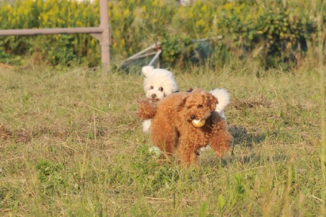 20091004_ag10
